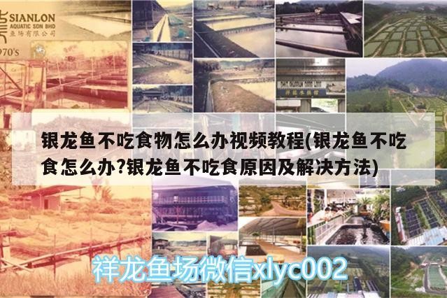 銀龍魚不吃食物怎么辦視頻教程(銀龍魚不吃食怎么辦?銀龍魚不吃食原因及解決方法)