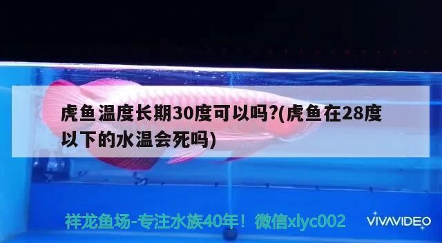 虎魚(yú)溫度長(zhǎng)期30度可以嗎?(虎魚(yú)在28度以下的水溫會(huì)死嗎)