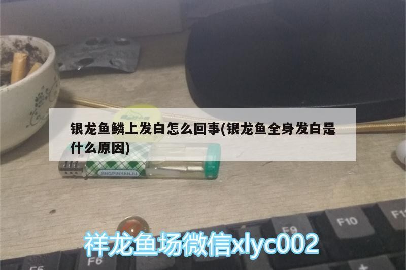 銀龍魚鱗上發白怎么回事(銀龍魚全身發白是什么原因) 銀龍魚鱗上發白怎么回事(銀龍魚全身發白是什么原因) 銀龍魚百科
