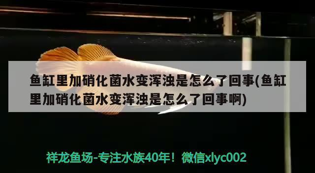 魚缸里加硝化菌水變渾濁是怎么了回事(魚缸里加硝化菌水變渾濁是怎么了回事啊)