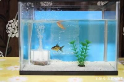 魚缸常見問題：養(yǎng)魚過程中魚缸常見問題及解決方法包括以下幾個(gè)方面