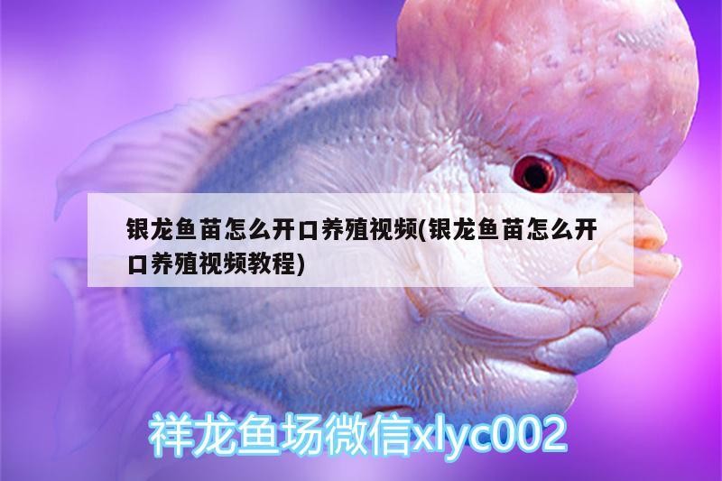銀龍魚苗怎么開口養殖視頻(銀龍魚苗怎么開口養殖視頻教程)