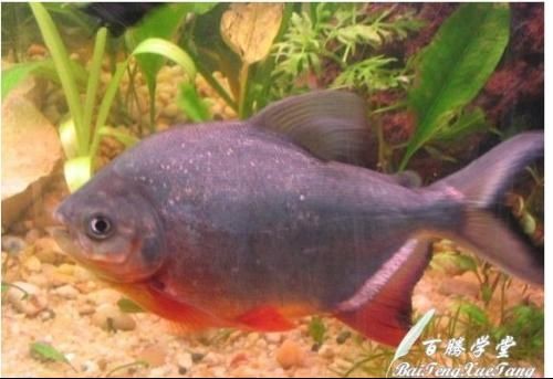 紅腹水虎魚的飼養方法：紅腹水虎魚怎么養？ 紅腹水虎魚的飼養方法：紅腹水虎魚怎么養？ 虎魚百科 第1張