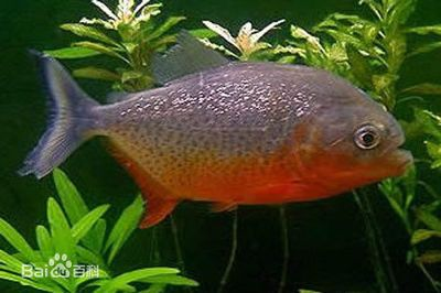 紅腹水虎魚的飼養方法：紅腹水虎魚怎么養？ 紅腹水虎魚的飼養方法：紅腹水虎魚怎么養？ 虎魚百科 第2張