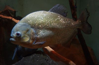 紅腹水虎魚的飼養方法：紅腹水虎魚怎么養？ 紅腹水虎魚的飼養方法：紅腹水虎魚怎么養？ 虎魚百科 第3張