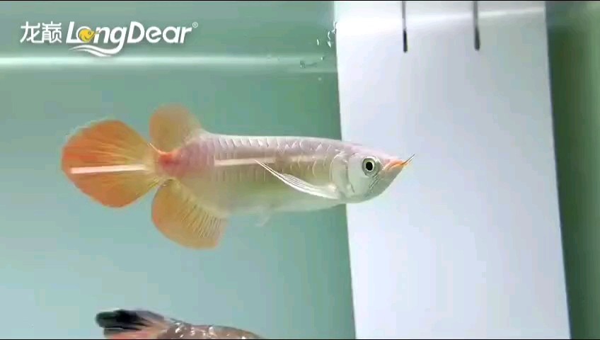 轉發188