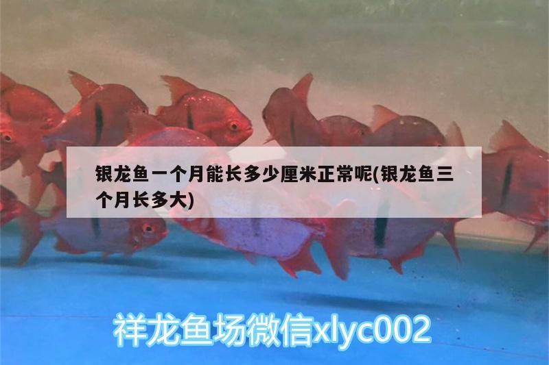 魚缸過濾器選購指南:自制魚缸過濾器魚缸上置過濾器對于養(yǎng)魚愛好者的必備知識 銀龍魚一個月能長多少厘米正常呢(銀龍魚三個月長多大) 銀龍魚百科 銀龍魚一個月能長多少厘米正常呢(銀龍魚三個月長多大) 銀龍魚一個月能長多少厘米正常呢(銀龍魚三個月長多大) 銀龍魚百科