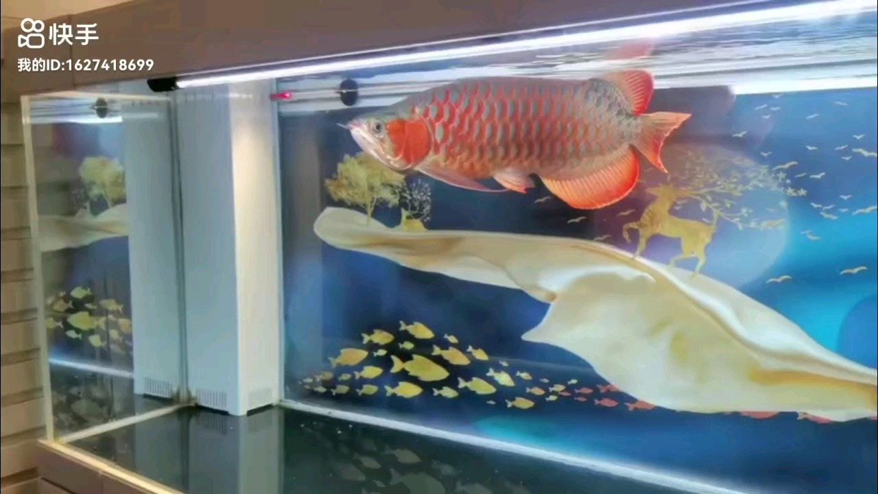 紅龍要紅金龍要金