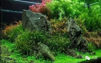 大魚缸水草修剪視頻播放：關(guān)于大魚缸水草修剪的相關(guān)視頻播放