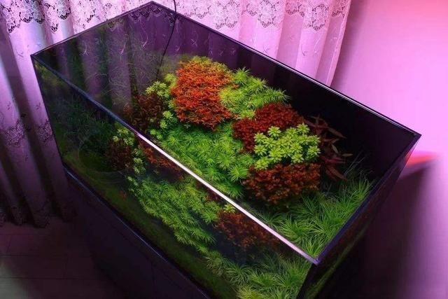 大魚缸水草修剪視頻播放：關(guān)于大魚缸水草修剪的相關(guān)視頻播放