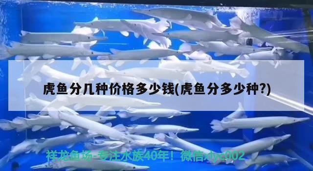 虎魚分幾種價格多少錢(虎魚分多少種?)