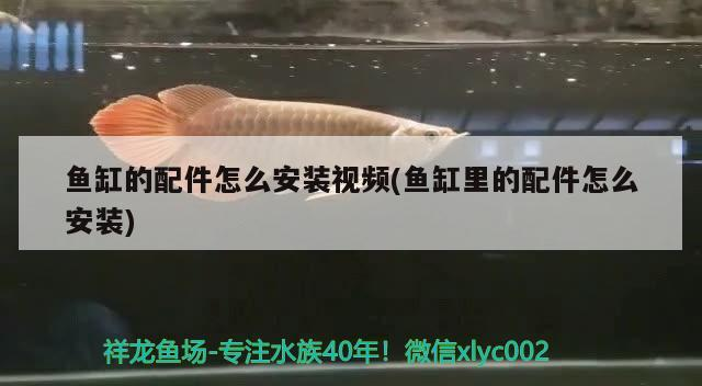 魚缸的配件怎么安裝視頻(魚缸里的配件怎么安裝)