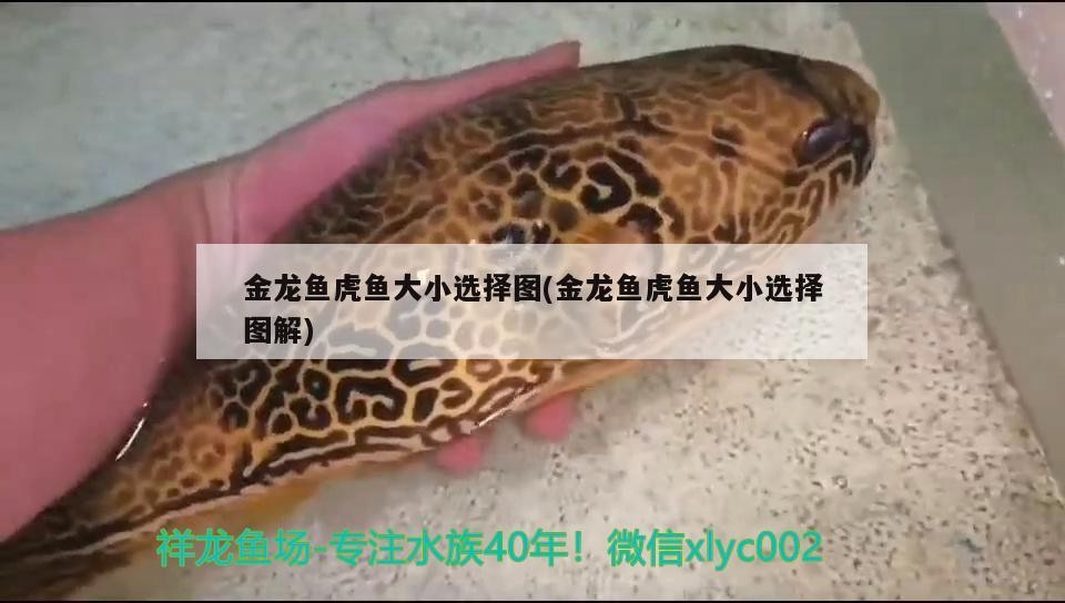 金龍魚虎魚大小選擇圖(金龍魚虎魚大小選擇圖解) 金龍魚虎魚大小選擇圖(金龍魚虎魚大小選擇圖解) 虎魚百科