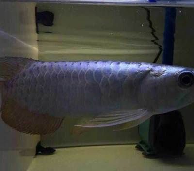 印尼超血紅龍魚價格：印尼超血紅龍魚價格詳解印尼超血紅龍魚價格因素