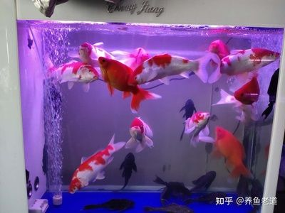 多大的魚缸能養20厘米的錦鯉幾條：不同尺寸魚缸適合養幾條20厘米的錦鯉