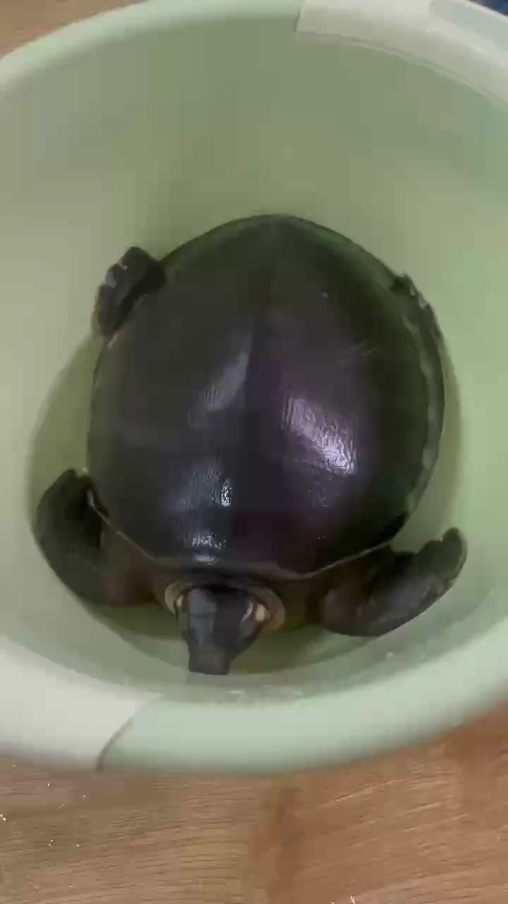 七年??