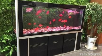 辦公室放魚缸好嗎？：辦公室魚缸如何擺放風水學