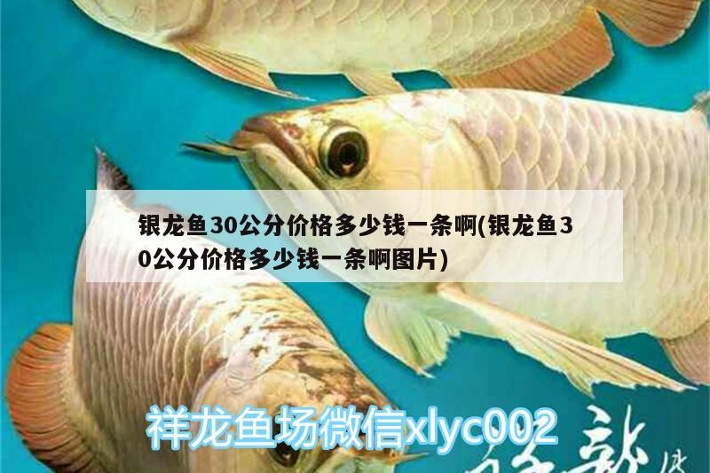銀龍魚30公分價(jià)格多少錢一條啊(銀龍魚30公分價(jià)格多少錢一條啊圖片)