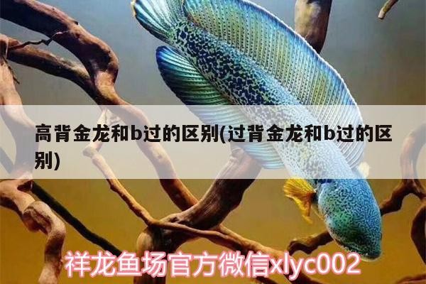 高背金龍和b過的區別(過背金龍和b過的區別)