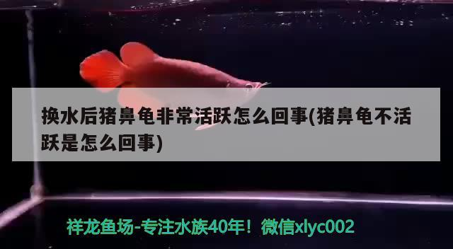 換水后豬鼻龜非常活躍怎么回事(豬鼻龜不活躍是怎么回事)
