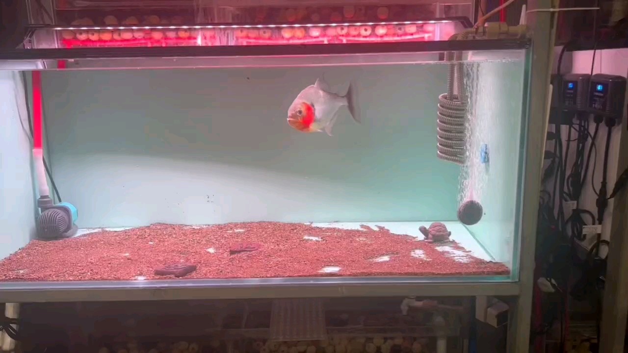 南美猛魚
