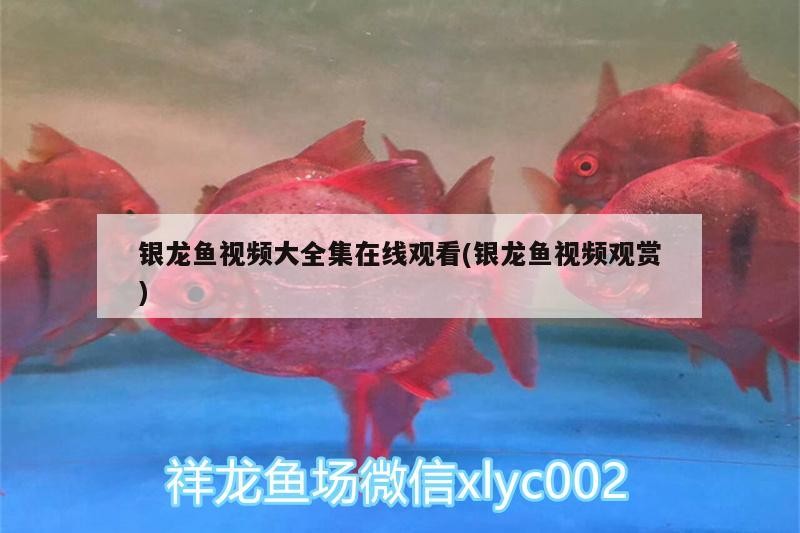 銀龍魚視頻大全集在線觀看(銀龍魚視頻觀賞)