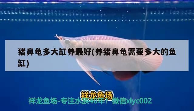 豬鼻龜需要過水嗎視頻教程(豬鼻龜需要過水嗎視頻教程圖片)