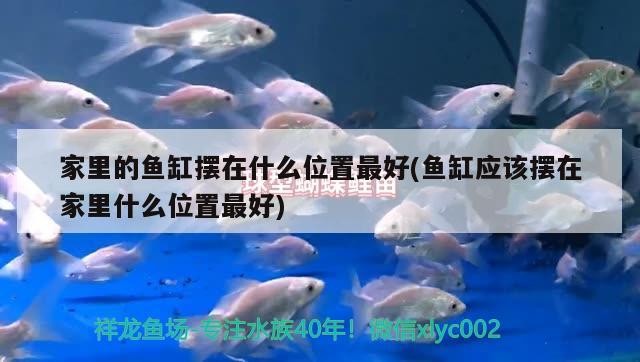 家里的魚缸擺在什么位置最好(魚缸應該擺在家里什么位置最好)