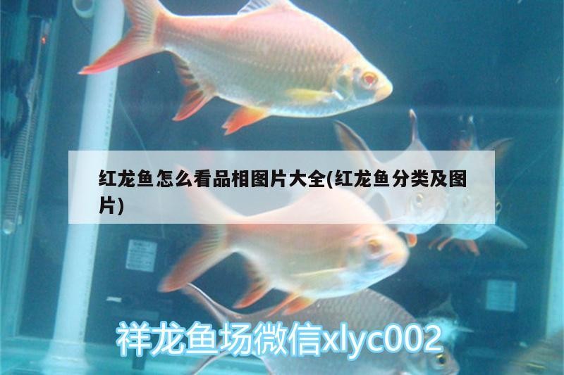 紅龍魚怎么看品相圖片大全(紅龍魚分類及圖片)