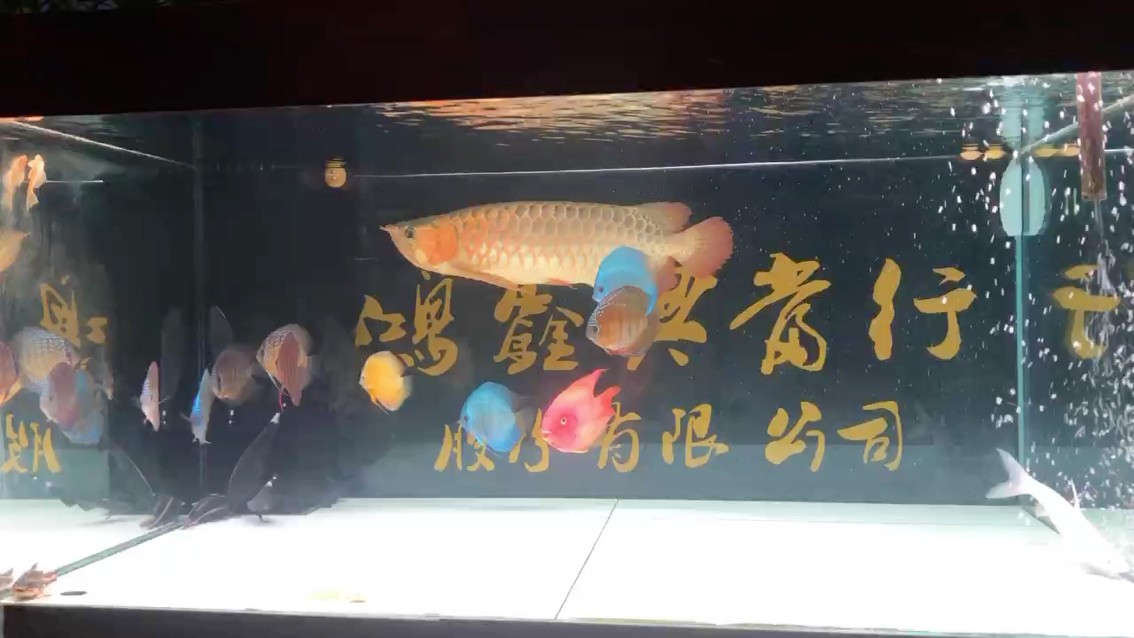 潮州出九個七彩神仙魚，有兩個是一對，經常產蛋，9個買時1680元，養了幾個月，980元自提的來，每一個的紋路色彩都不一樣，有喜歡的魚友嗎[ciya][ciya][ciya]