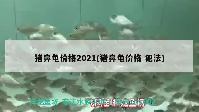 豬鼻龜價格2021(豬鼻龜價格犯法)