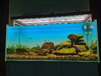 白魚缸放白背景還是黑背景：如何選擇魚缸背景紙