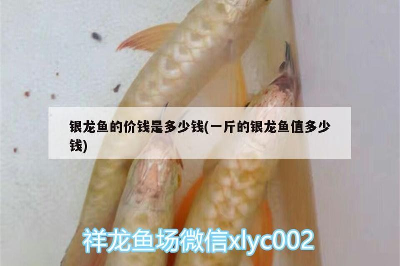 銀龍魚的價(jià)錢是多少錢(一斤的銀龍魚值多少錢)