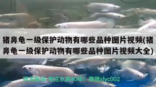 豬鼻龜一級保護動物有哪些品種圖片視頻(豬鼻龜一級保護動物有哪些品種圖片視頻大全)