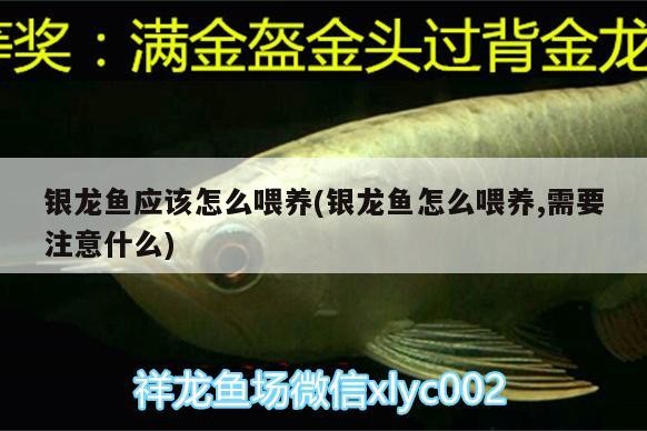 銀龍魚應(yīng)該怎么喂養(yǎng)(銀龍魚怎么喂養(yǎng),需要注意什么)