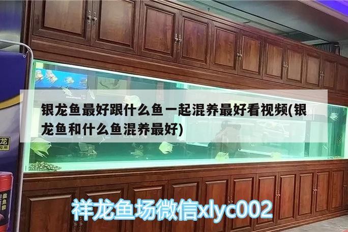 銀龍魚(yú)最好跟什么魚(yú)一起混養(yǎng)最好看視頻(銀龍魚(yú)和什么魚(yú)混養(yǎng)最好)