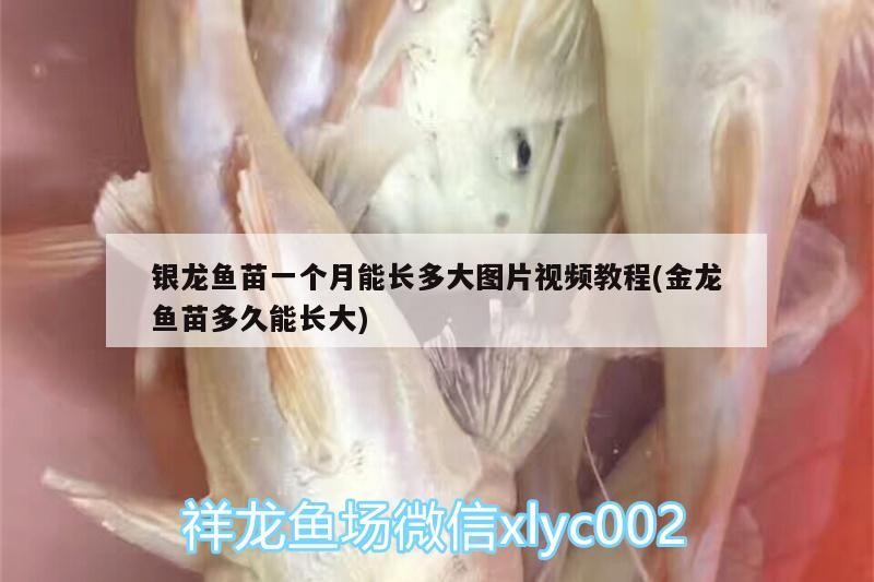 銀龍魚苗一個(gè)月能長(zhǎng)多大圖片視頻教程(金龍魚苗多久能長(zhǎng)大)