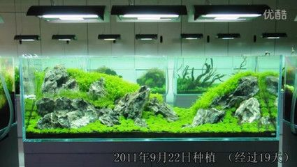 180的魚缸水景多少錢