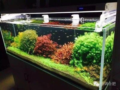 180的魚缸水景多少錢
