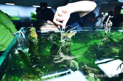 180的魚缸水景多少錢