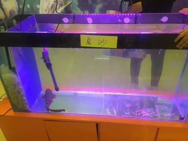 大魚缸怎么清理沙子的：大魚缸清理注意事項(xiàng)在清理大魚缸中的沙子可以采用以下幾種方法
