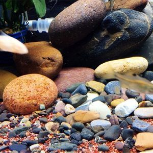 大魚缸怎么清理沙子的：大魚缸清理注意事項(xiàng)在清理大魚缸中的沙子可以采用以下幾種方法