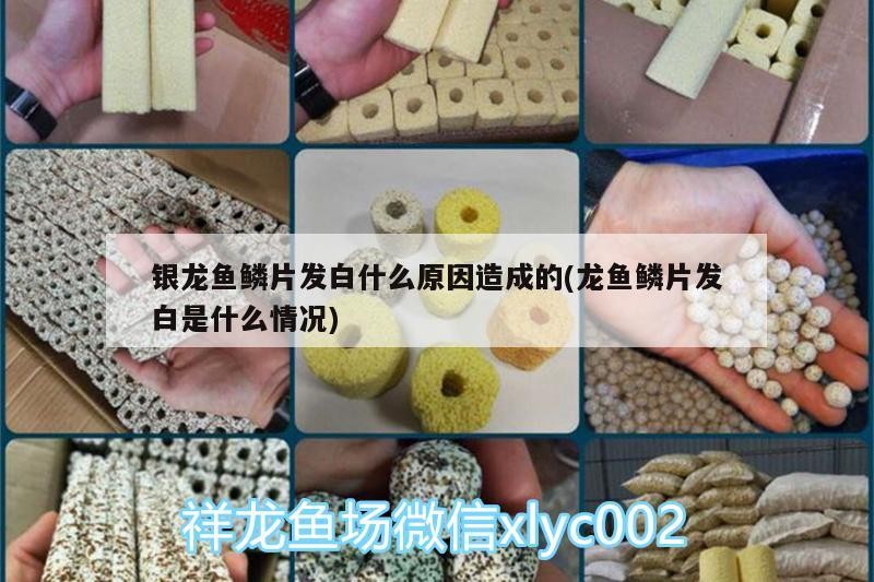 銀龍魚鱗片發白什么原因造成的(龍魚鱗片發白是什么情況)