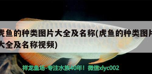 龍魚 虎魚的種類圖片大全及名稱(虎魚的種類圖片大全及名稱視頻) 虎魚百科 虎魚的種類圖片大全及名稱(虎魚的種類圖片大全及名稱視頻) 虎魚的種類圖片大全及名稱(虎魚的種類圖片大全及名稱視頻) 虎魚百科