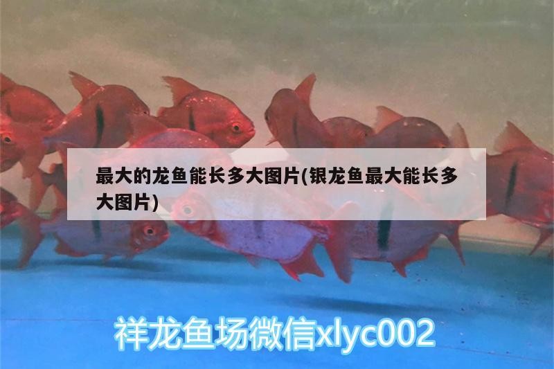 最大的龍魚能長多大圖片(銀龍魚最大能長多大圖片)