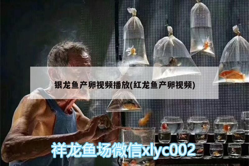 銀龍魚產卵視頻播放(紅龍魚產卵視頻)