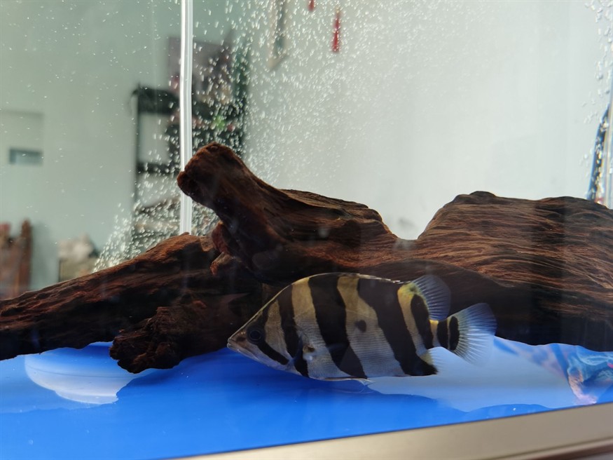 求助大家虎魚混養問題