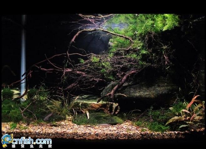 大型原生態(tài)魚缸造景設(shè)計(jì)：大型原生態(tài)魚缸造景設(shè)計(jì)是一項(xiàng)綜合性的藝術(shù)