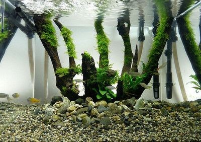 大型原生態魚缸造景設計：大型原生態魚缸造景設計是一項綜合性的藝術