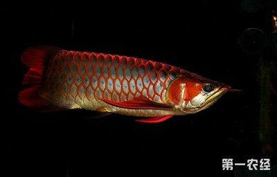 紅龍魚哪里的好養啊：關于紅龍魚飼養的一些詳細信息